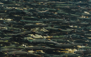 For the Future of Salmon