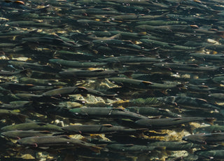 For the Future of Salmon