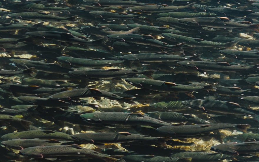 For the Future of Salmon