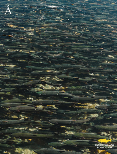 For the Future of Salmon