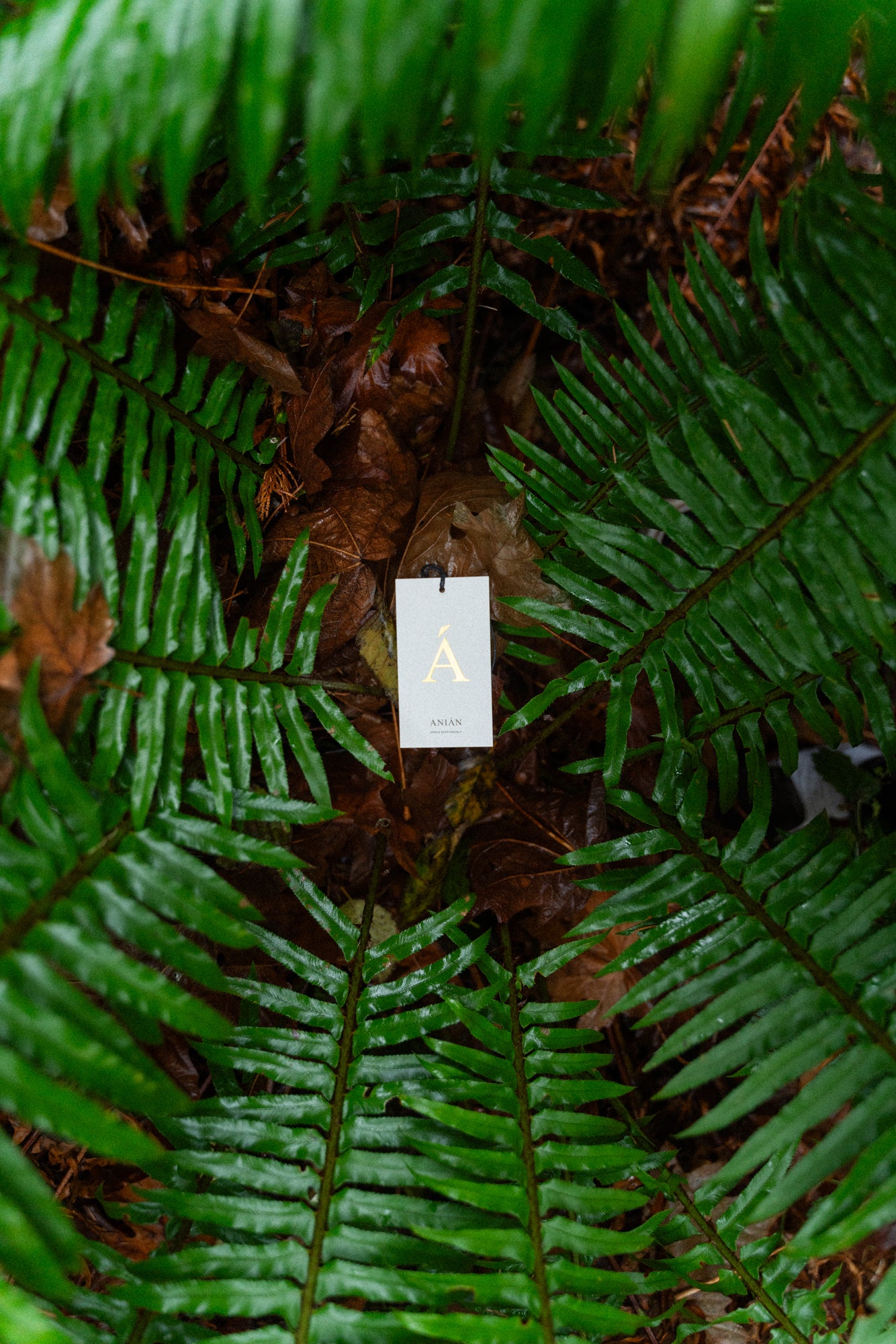 Collections – ANIÁN